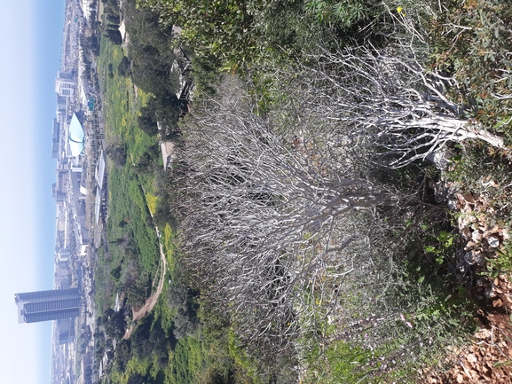 חלבלוב השיח  צולם על ידי נירית לביא אלון 