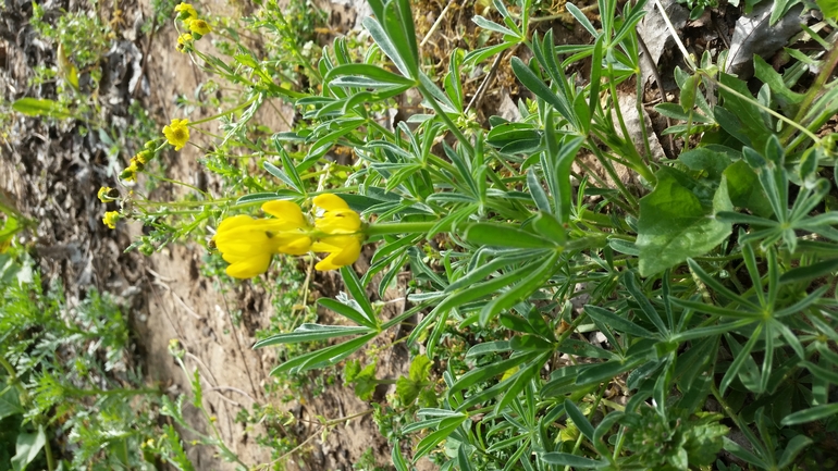 תורמוס צהוב  צולם על ידי אתר הצמחים האדומים 