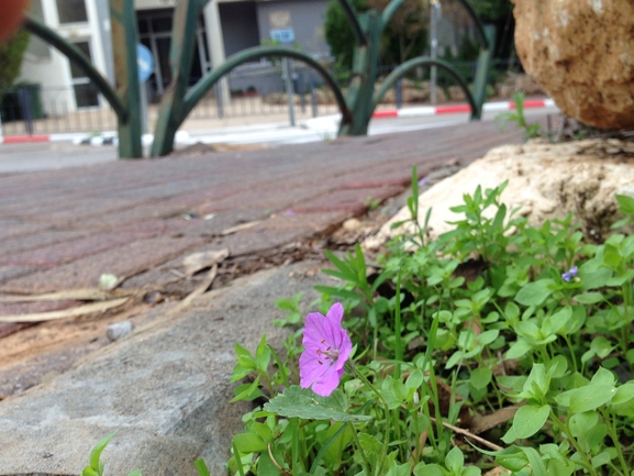 מקור-חסידה תמים  צולם על ידי בר שמש 