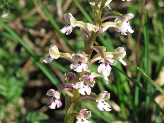 Anacamptis israelitica  צולם על ידי אבי בן-סידי 