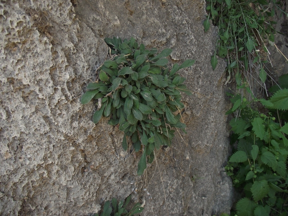 ציפורנית אפורה  צולם על ידי אסף חיים 