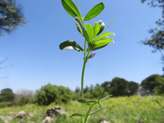 בקיה טופחנית  צולם על ידי יאיר אור 