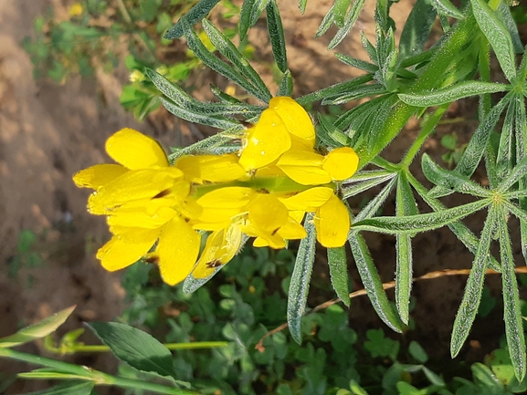 תורמוס צהוב  צולם על ידי דותן רותם 