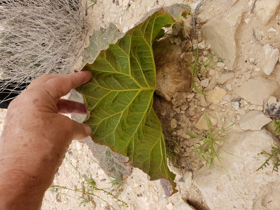 ריבס המדבר  צולם על ידי אתר הצמחים האדומים 