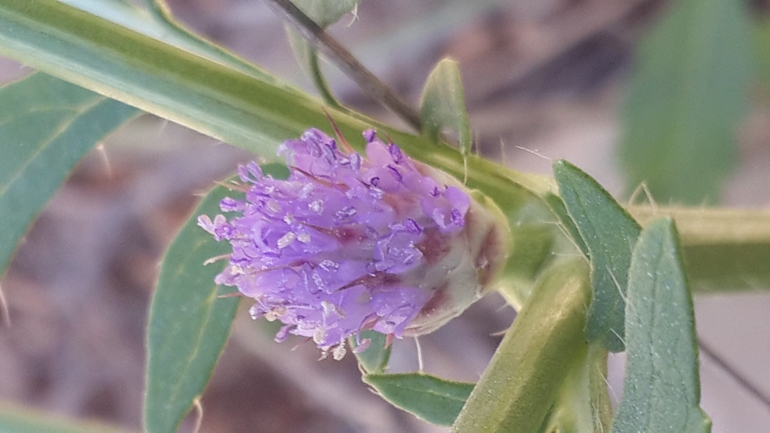 שלמון דק  צולם על ידי צבי שביד 