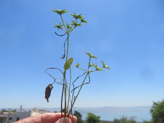 דמסון רב-זרעים  צולם על ידי יאיר אור 