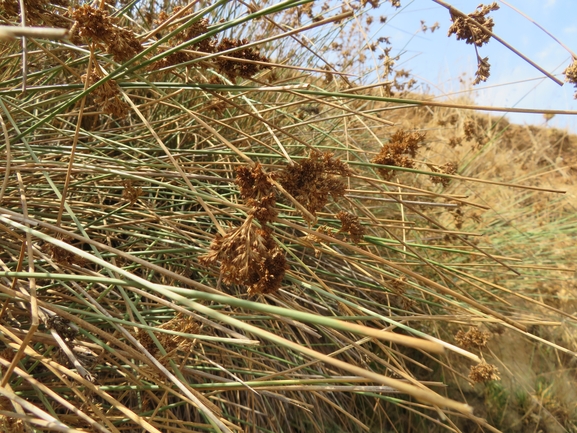 סמר אפרפר  צולם על ידי יאיר אור 