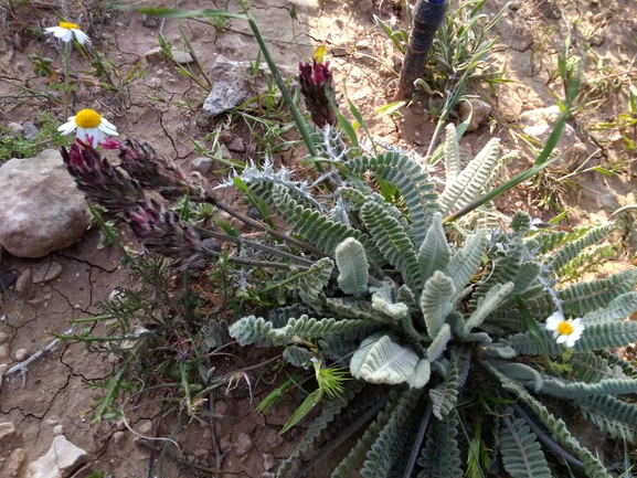 קדד נאה  צולם על ידי עומרי בכרך 