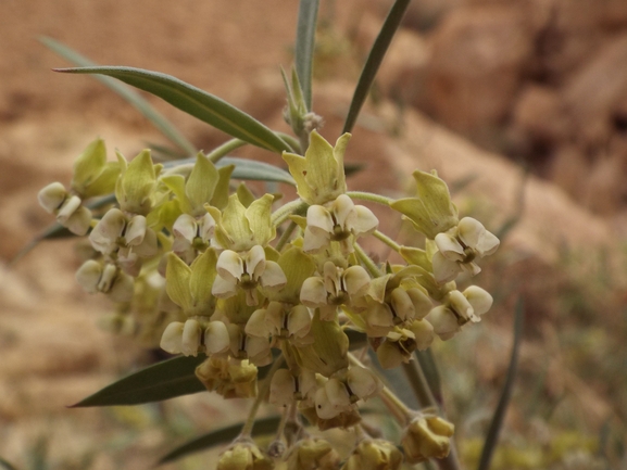 מסמור סיני  צולם על ידי יואב רמון 