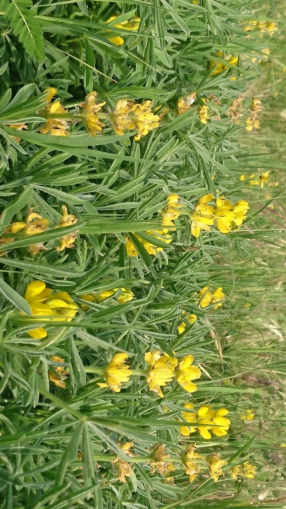 תורמוס צהוב  צולם על ידי נעמה פרידמן 