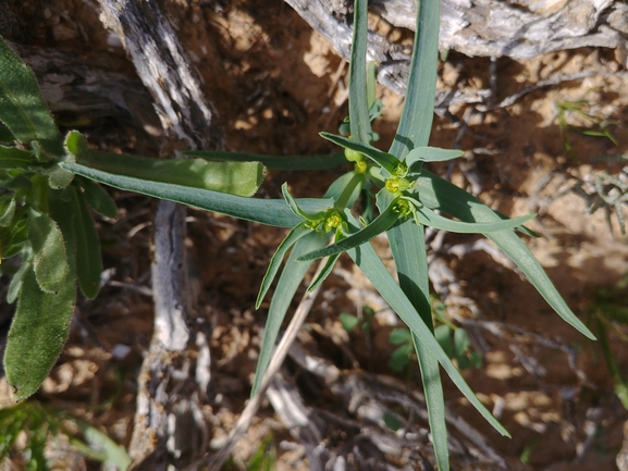 חלבלוב סיני  צולם על ידי דר בן-נתן 