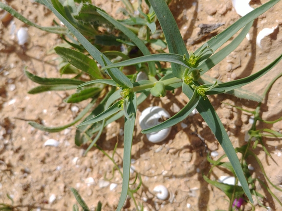 חלבלוב סיני  צולם על ידי דר בן-נתן 