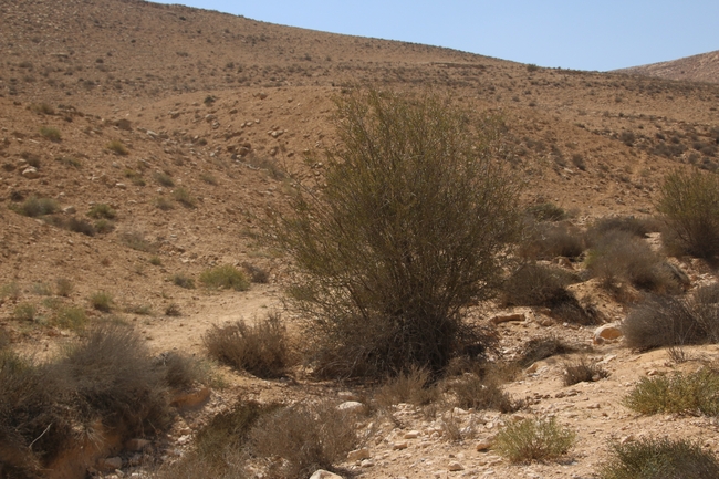 שקד רמון  צולם על ידי נוגן צברי 