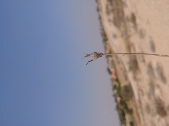 ציפורנית משוננת  צולם על ידי דר בן-נתן 