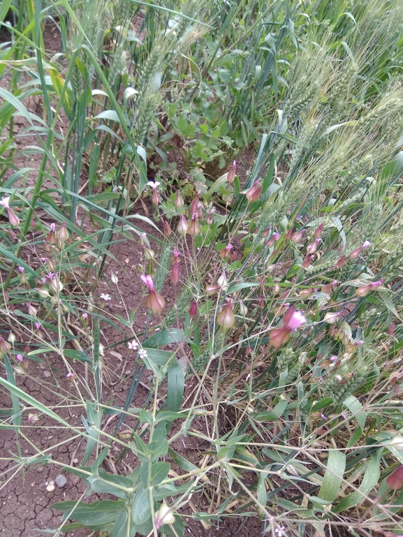 ציפורנית אדמומית  צולם על ידי רננה לביא 