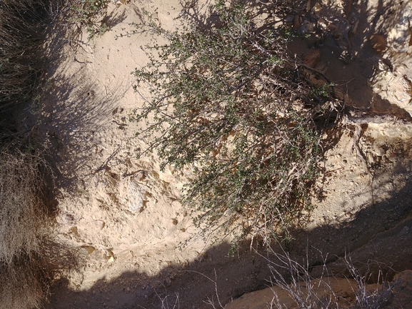 גפוף קוצני  צולם על ידי דר בן-נתן 