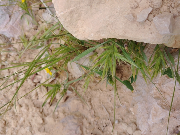 בואסיירה מצויצת  צולם על ידי דר בן-נתן 