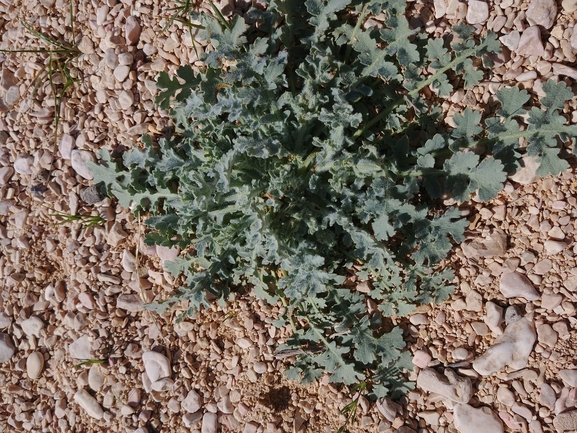 פרגה ערבית  צולם על ידי דר בן-נתן 