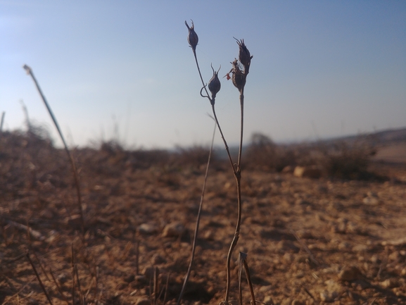 ציפורנית משוננת  צולם על ידי דר בן-נתן 