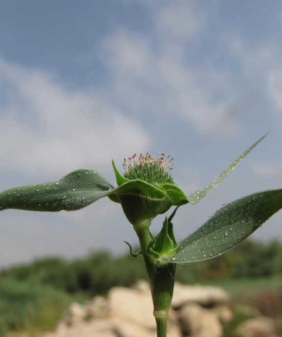 עטיינית פקטורי  צולם על ידי סיקו בכור 