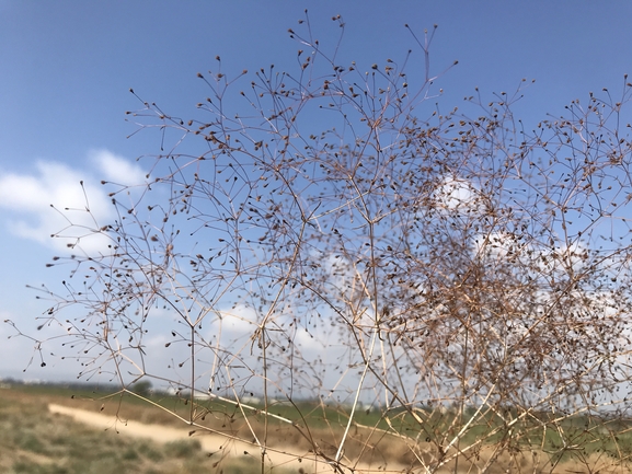 דבקה זנובה  צולם על ידי שמואל מזר 