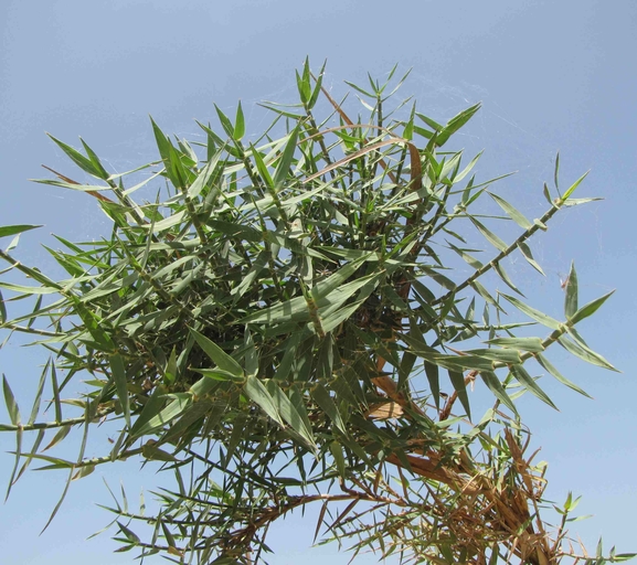 קנה קוצני  צולם על ידי סיקו בכור 