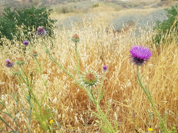 חוחן קרדני  צולם על ידי אתר הצמחים האדומים 