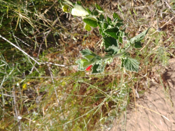 גלונית פלשתית  צולם על ידי דר בן-נתן 