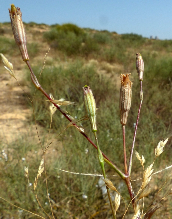 ציפורנית חופית  צולם על ידי פרומקין רון 