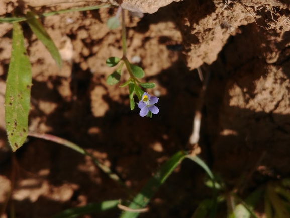 סיגל תמים  צולם על ידי דר בן-נתן 