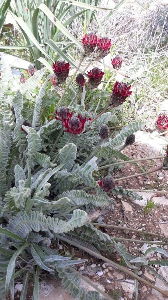 קדד נאה  צולם על ידי אתר הצמחים האדומים 