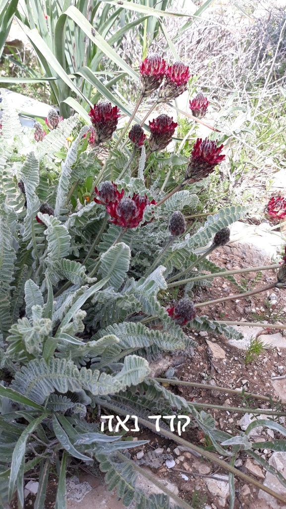 קדד נאה  צולם על ידי אתר הצמחים האדומים 