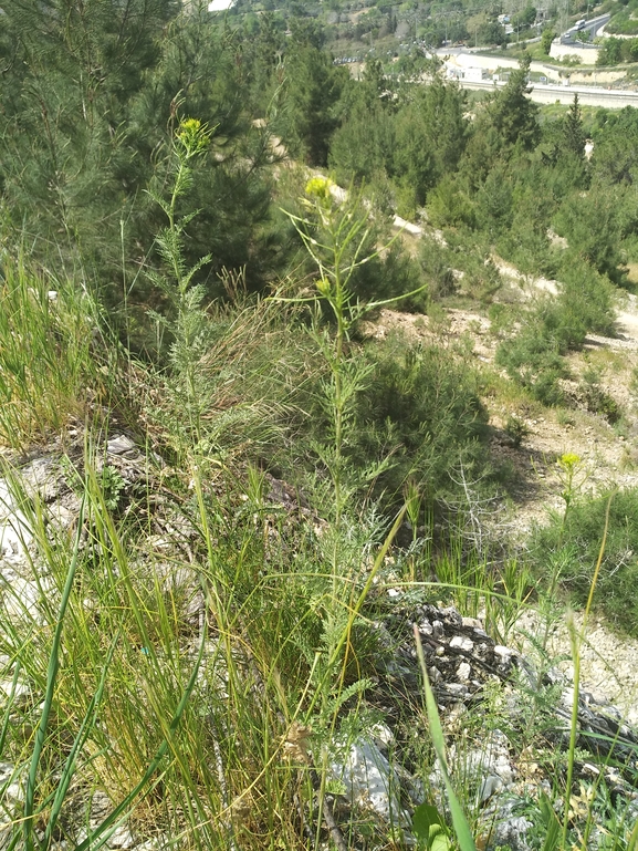 דקורניה מנוצה  צולם על ידי אתר הצמחים האדומים 