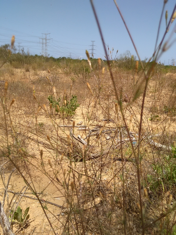 ציפורנית חופית  צולם על ידי לוטן רן 