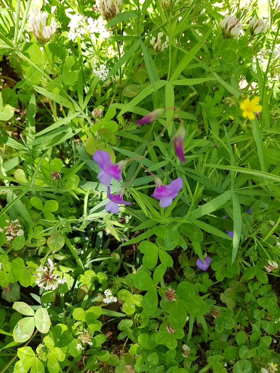 טופח הגליל  צולם על ידי אתר הצמחים האדומים 