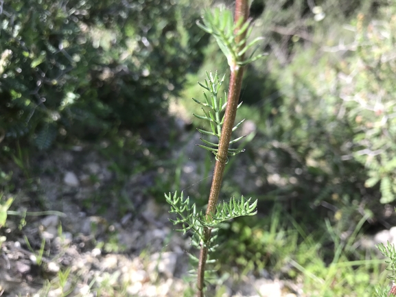 בבונגית ההרים  צולם על ידי שמואל מזר 