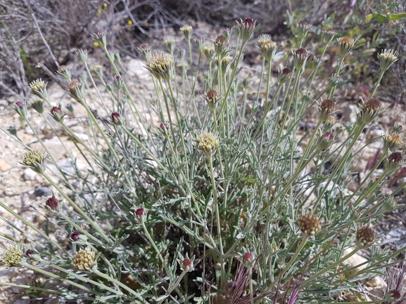 נוציץ המדבר  צולם על ידי אתר הצמחים האדומים 