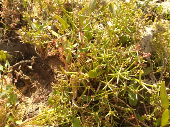 Narrow-leaved Mossy Stonecrop  photographed by יצחק כהן 