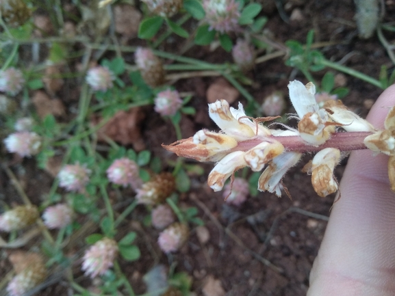 Palestine Broomrape  photographed by יצחק כהן 