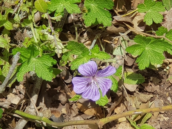 גרניון הלבנון  צולם על ידי אתר הצמחים האדומים 