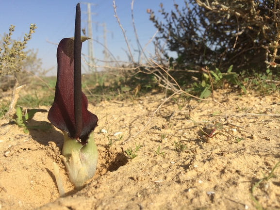 אחילוף הנגב  צולם על ידי דר בן-נתן 