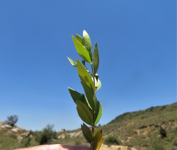 הדס מצוי  צולם על ידי יאיר אור 