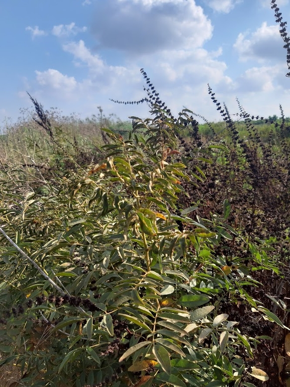 שוש קירח  צולם על ידי מנחם אדר 