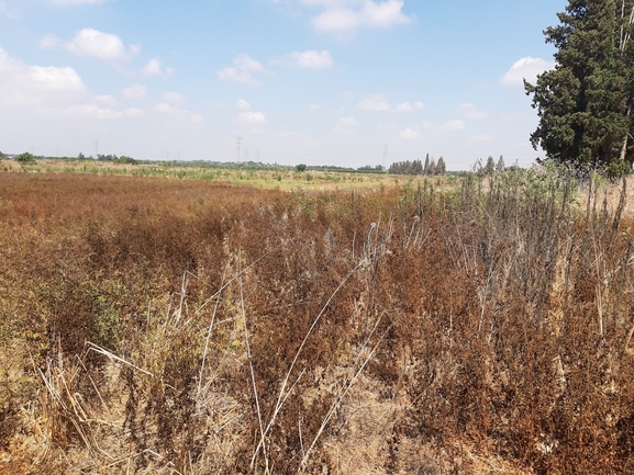 שוש קירח  צולם על ידי מנחם אדר 