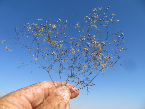 דבקה זנובה  צולם על ידי יאיר אור 