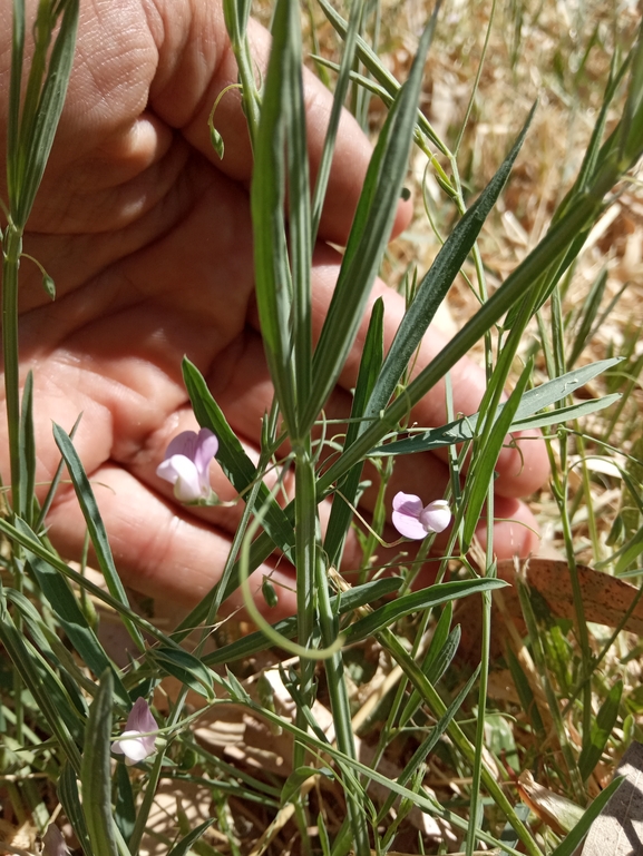 טופח חכלילי  צולם על ידי נעם שגב 