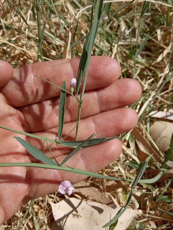 טופח חכלילי  צולם על ידי נעם שגב 