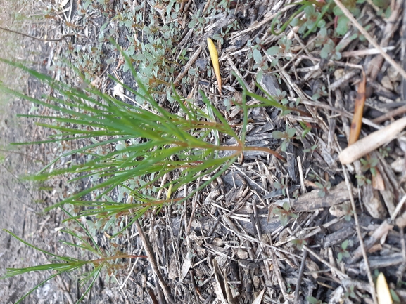 מלחית הבורית  צולם על ידי דותן רותם 