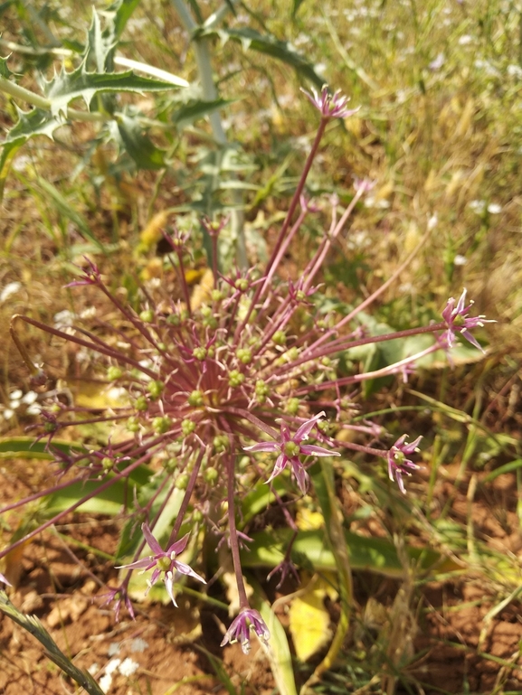 Schubert's Garlic, Tumble Garlic  photographed by יצחק כהן 