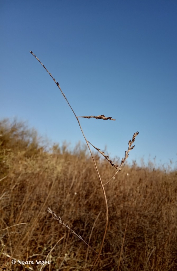 מצדית מגובששת  צולם על ידי נעם שגב 